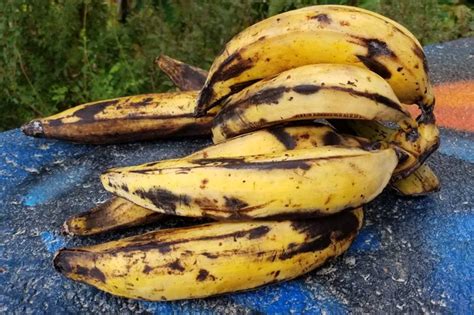 Unveiling the Delightful World of Ripe Plantain