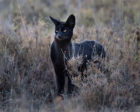 Unveiling the Elusive Melanistic Feline: Observing Ebony Spotted Runners in their Natural Habitat