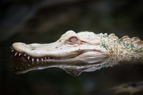 Unveiling the Emotional Significance Behind Consuming Alligator in Dreamscapes