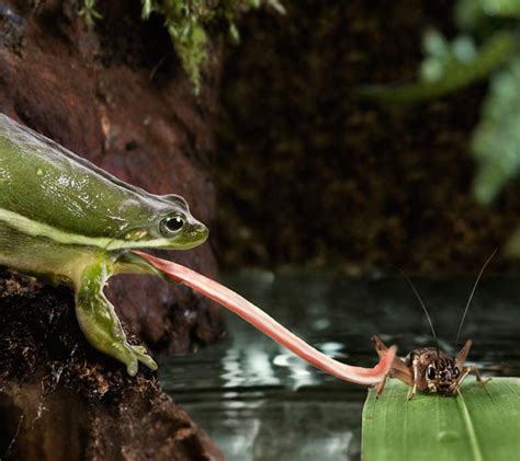 Unveiling the Enchanting World of a Frog's Prey: Witness the Epic Battle Between an Amphibian and an Insect