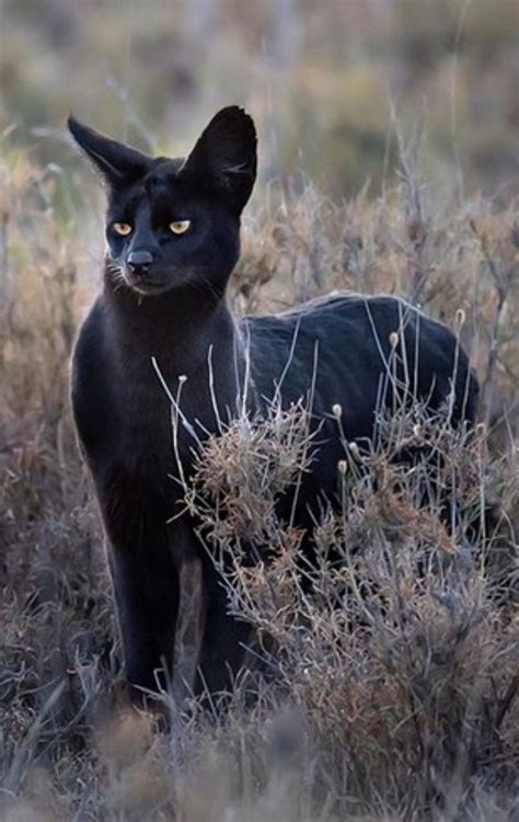 Unveiling the Enigma of the Onyx Feline