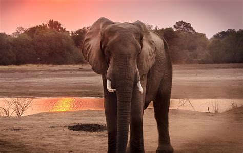 Unveiling the Enigmatic Desires of Majestic Elephants