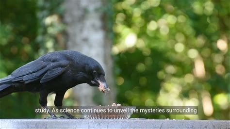 Unveiling the Enigmatic Significance of Crow Dreams