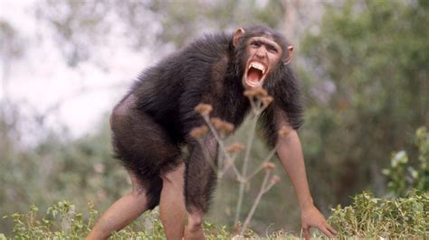 Unveiling the Evolutionary Origins of Chimpanzee Dreaming
