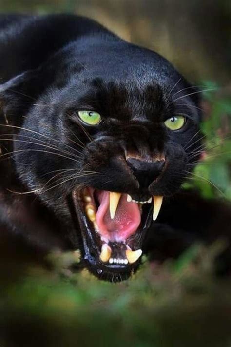 Unveiling the Explanation Behind the Fierce Gaze of a Panther
