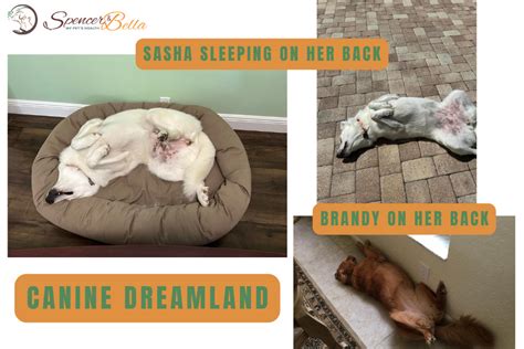 Unveiling the Hidden Messages: Decoding Canine Slumber