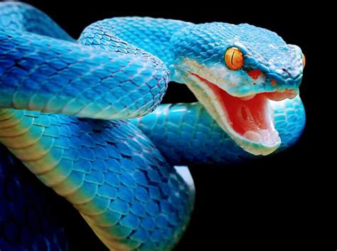 Unveiling the Hidden Messages of Pursuit by a Venomous Serpent
