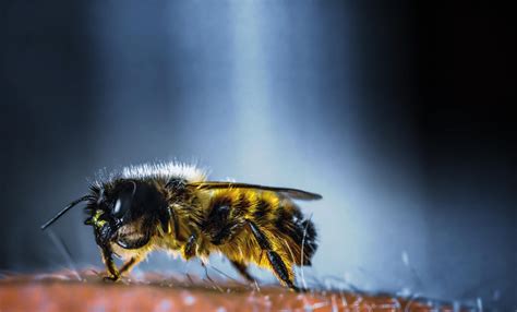 Unveiling the Hidden Significance of Bumble Bee Stings Encountered in Dreams