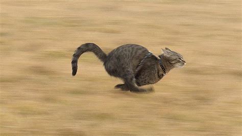 Unveiling the Hidden Significance of Feline Sprinting Experiences