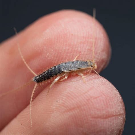 Unveiling the Mysterious Symbolism: Understanding Dreams about Consuming Silverfish