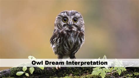 Unveiling the Mystery: Common Owl Dream Interpretations