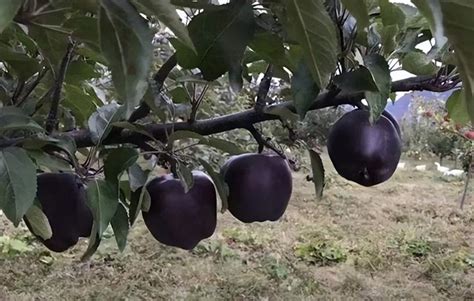 Unveiling the Mystery Behind the Delectable Nature of Brown Fruits