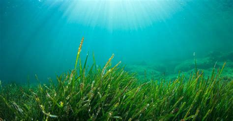 Unveiling the Mystical Attributes of Seaweed in Dream Interpretation