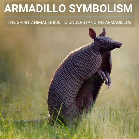 Unveiling the Origins of Armadillo Symbolism