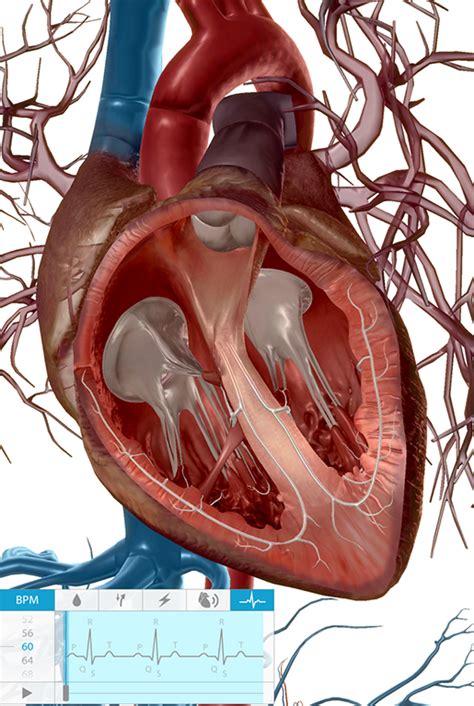 Unveiling the Secrets: Decoding the Significance of a Baby's Heartbeat