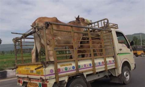 Unveiling the Significance behind Dreams of Transporting a Bovine Creature