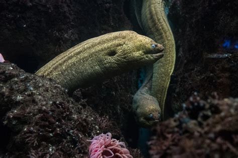 Unveiling the Significance of Dreaming about Eels