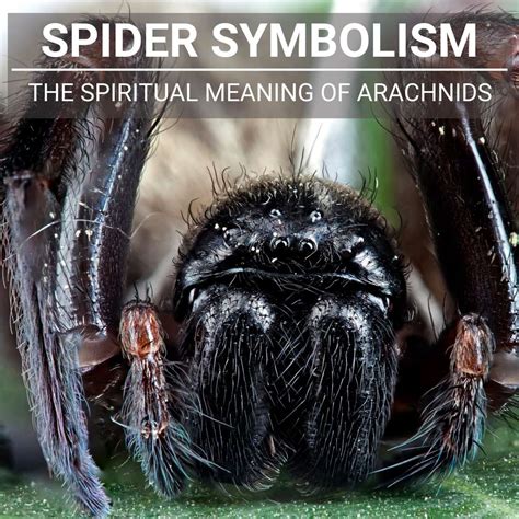 Unveiling the Symbolic Significance of Arachnid Assaults in Dreams