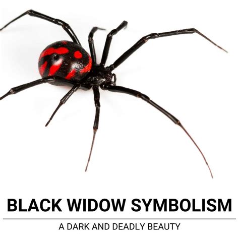 Unveiling the Symbolic Significance of Infiltration by Ebony Widow Species