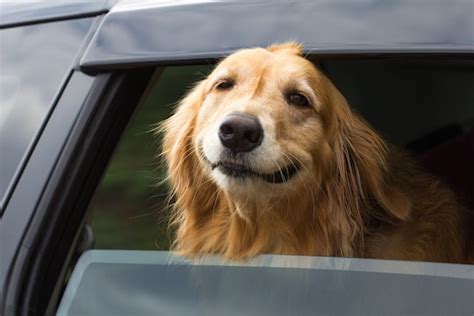 Unveiling their Fascination: The Allure of Dogs' Affection for Car Rides