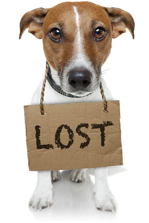 Utilizing Technology: Online Platforms and Apps for Finding Lost Pets