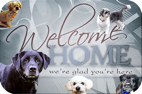 Welcome to our Delightful Dog Haven!