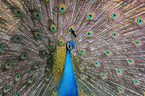 Why the Enchantment of Peacock Plumes Transcends Time